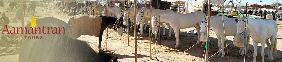Nagaur Cattle Fair & Jaisalmer Desert Festival Tour