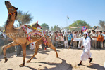 Camel Show Nagaur Cattle Fair Nagaur