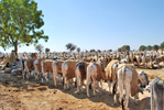 Nagaur Cattle Fair Nagaur