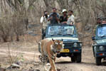 Safari by Gypsy at Ranthambhore