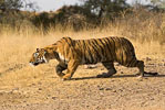Tiger Sariska Tiger Reserve Alwar