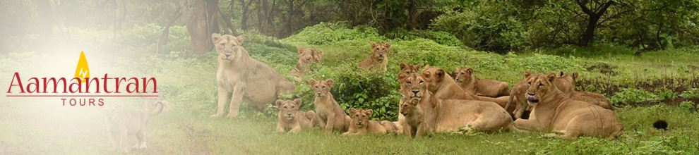 3 Days Sasan Gir Lion Safari Tour Package