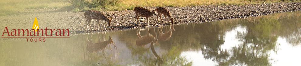 3 Nights Udaipur Ranthambore Tour