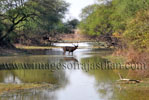 Keoladeo National Park Bird Sanctuary Bharatpur