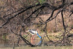 Keoladeo National Park Bird Sanctuary Bharatpur