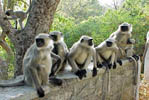 Langur Mount Abu