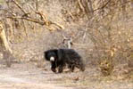 Sloth Bear Mount Abu