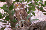 Birds Ranthambhore Tiger Reserve