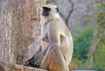 Wild Animal Ranthambhore Tiger Reserve