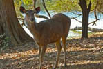 Wildlife Ranthambhore National Park