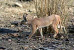 Ranthambhore Tiger Reserve