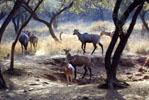 Wildlife at Sariska Tiger Reserve Alwar