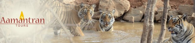 Jaipur To Ranthambhore Day Trip