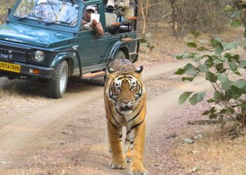 Tiger at Ranthambhore National Park