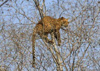 Leopard at Ranthambore National Park