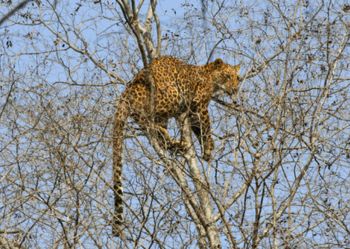 Leopard at Ranthambore National Park