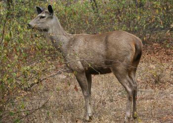 Wildlife at Ranthambore National Park