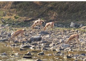 Wildlife at Ranthambore Tiger Reserve