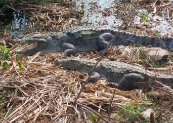 Crocodile at Siliserh Lake