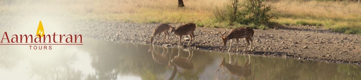 Jaipur To Sariska Day Trip