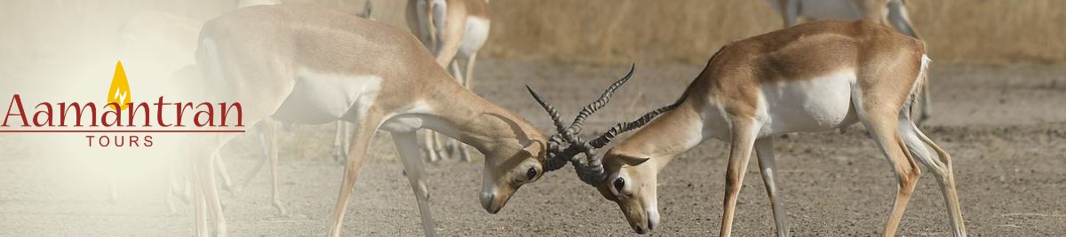 Tal Chhapar Blackbuck Sanctuary