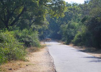 Keoladeo National Park