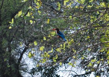 Bharatpur Birds