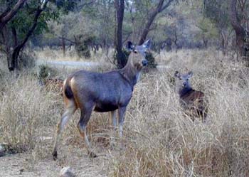 Sariska Sambhar