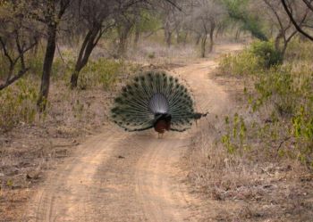 Sariska Peacock