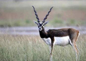 Tal Chhapar Blackbuck Sanctuary