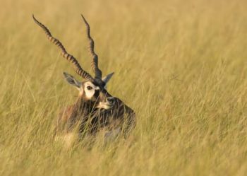 Blackbucks at Tal Chhapar