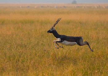 Blackbucks